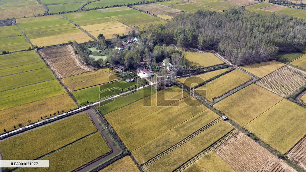 CHINA-ANHUI-HEFEI-PADDY-HARVEST (CN)