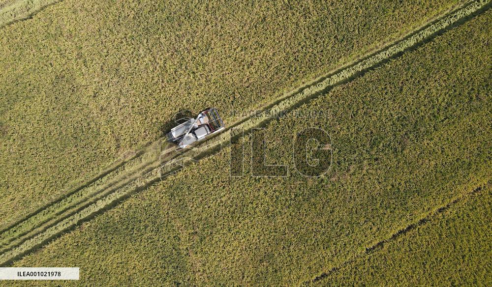 CHINA-ANHUI-HEFEI-PADDY-HARVEST (CN)