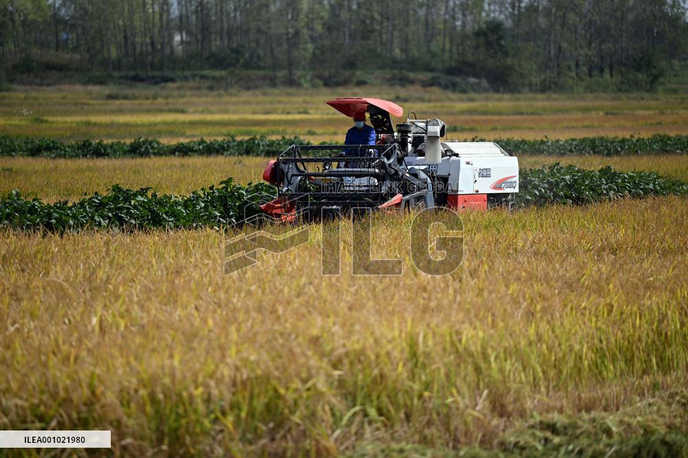 CHINA-ANHUI-HEFEI-PADDY-HARVEST (CN)
