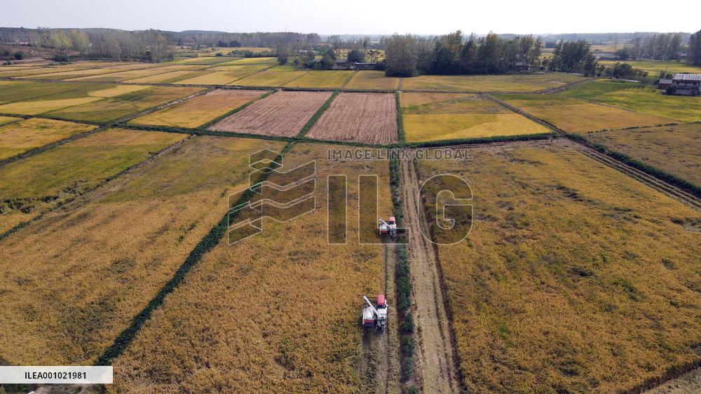 CHINA-ANHUI-HEFEI-PADDY-HARVEST (CN)