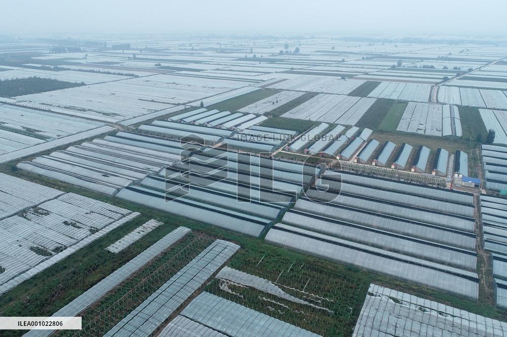 CHINA-SHAANXI-DALI-JUJUBE PLANTING (CN)