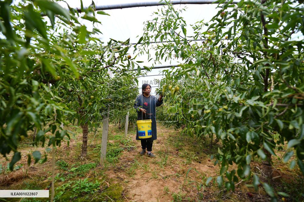 CHINA-SHAANXI-DALI-JUJUBE PLANTING (CN)
