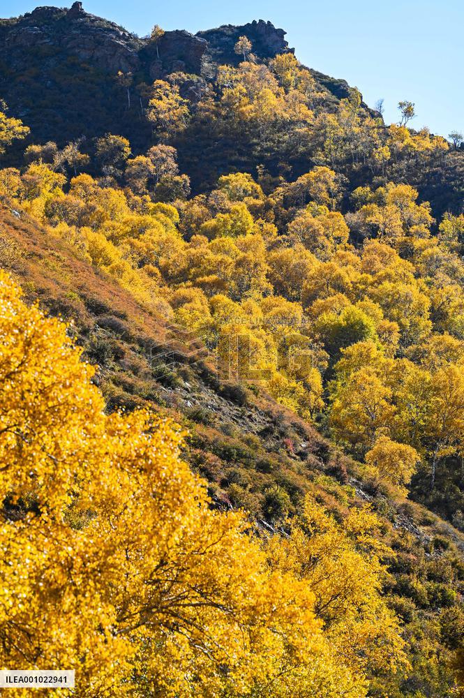 CHINA-INNER MONGOLIA-HOHHOT-AUTUMN SCENERY (CN)