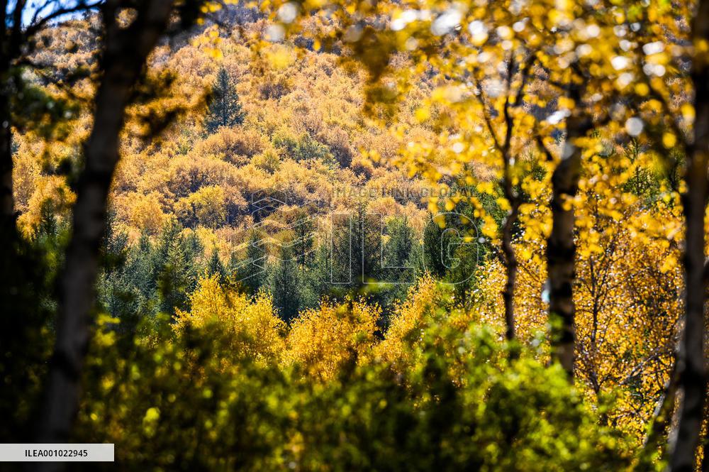 CHINA-INNER MONGOLIA-HOHHOT-AUTUMN SCENERY (CN)