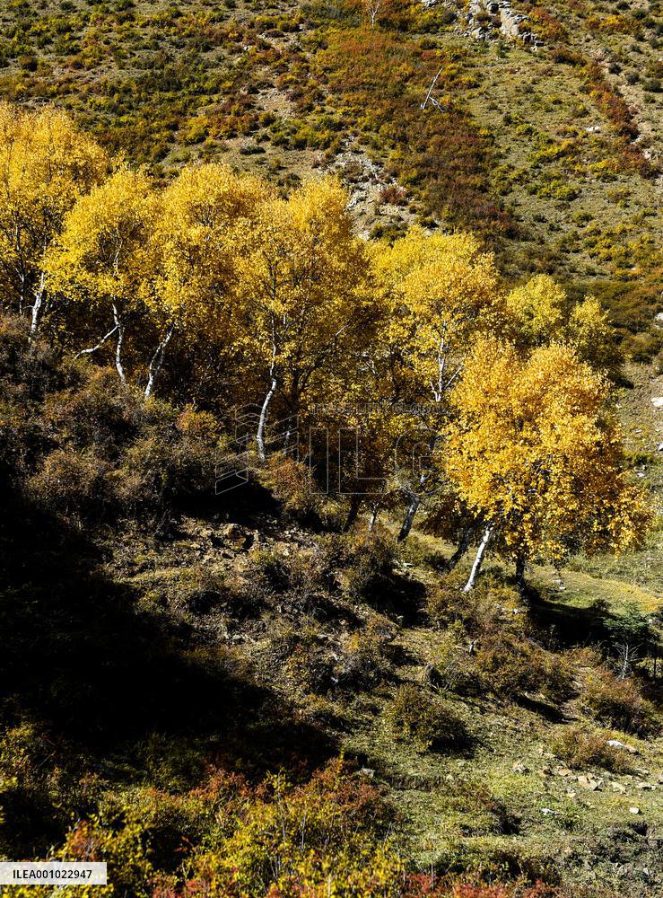 CHINA-INNER MONGOLIA-HOHHOT-AUTUMN SCENERY (CN)