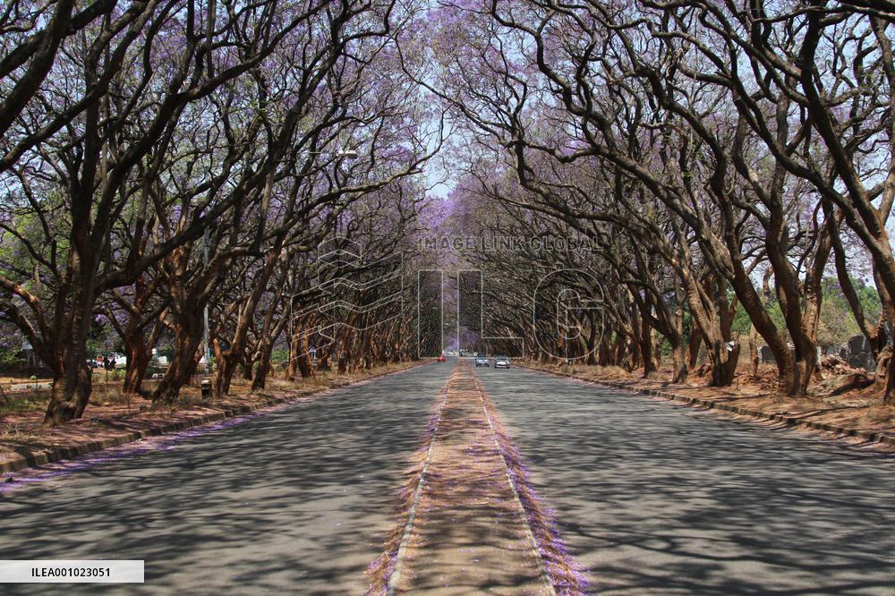ZIMBABWE-HARARE-JACARANDA TREES-BLOSSOM