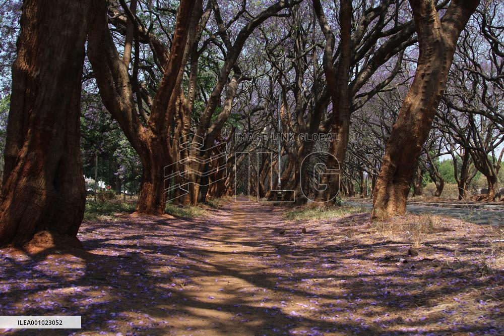 ZIMBABWE-HARARE-JACARANDA TREES-BLOSSOM