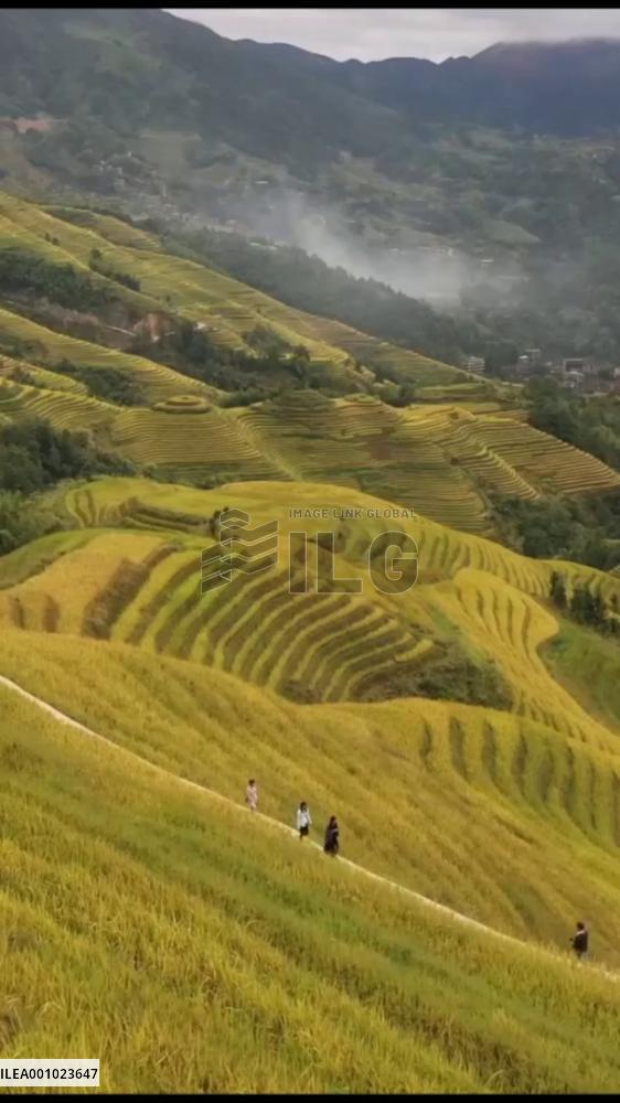 Stunning view of China's Longji Rice Terraces in harvest season