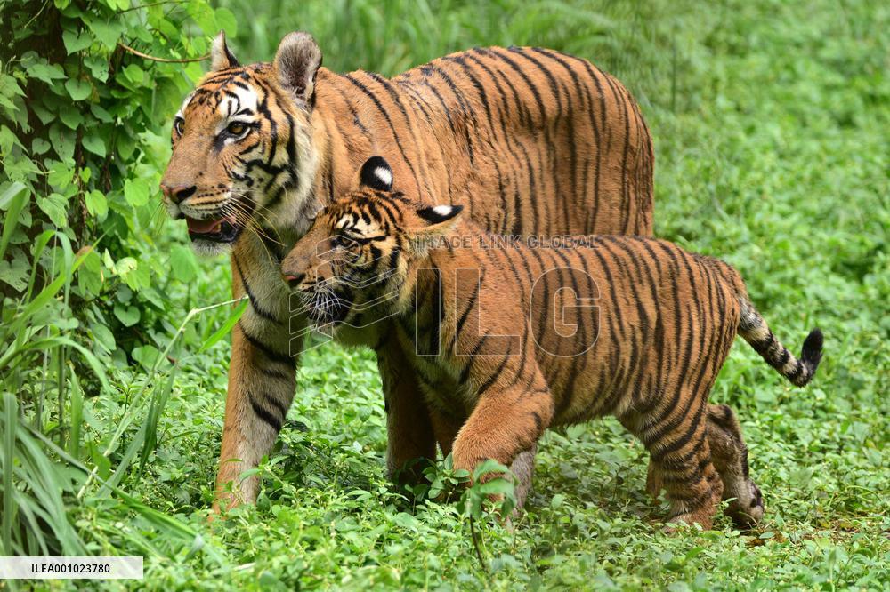 INDIA-ASSAM-GUWAHATI-TIGER