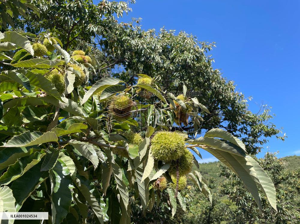 Xinhua Headlines: China's rural revitalization evident in Great Wall township