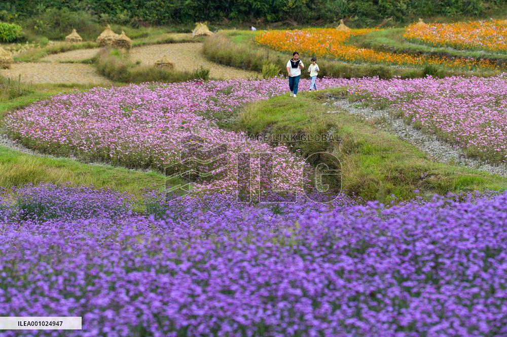 CHINA-GUIZHOU-GUIYANG-FLOWER CULTIVATION-TOURISM (CN)
