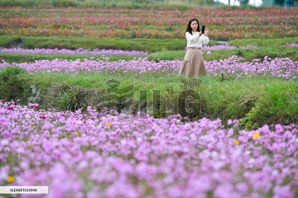 CHINA-GUIZHOU-GUIYANG-FLOWER CULTIVATION-TOURISM (CN)