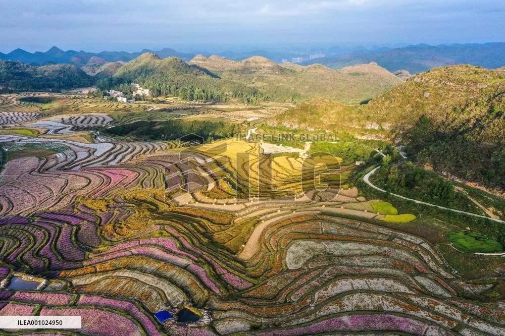 CHINA-GUIZHOU-GUIYANG-FLOWER CULTIVATION-TOURISM (CN)