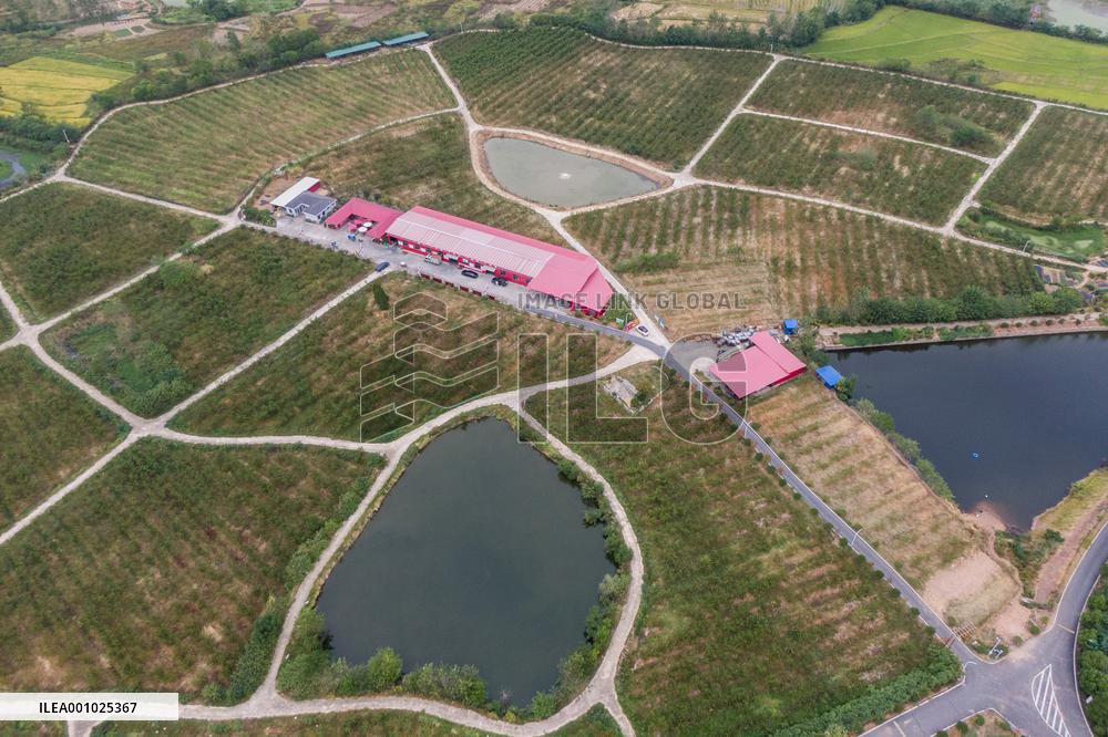 CHINA-HUBEI-WUHAN-PEACH PLANTATION (CN)