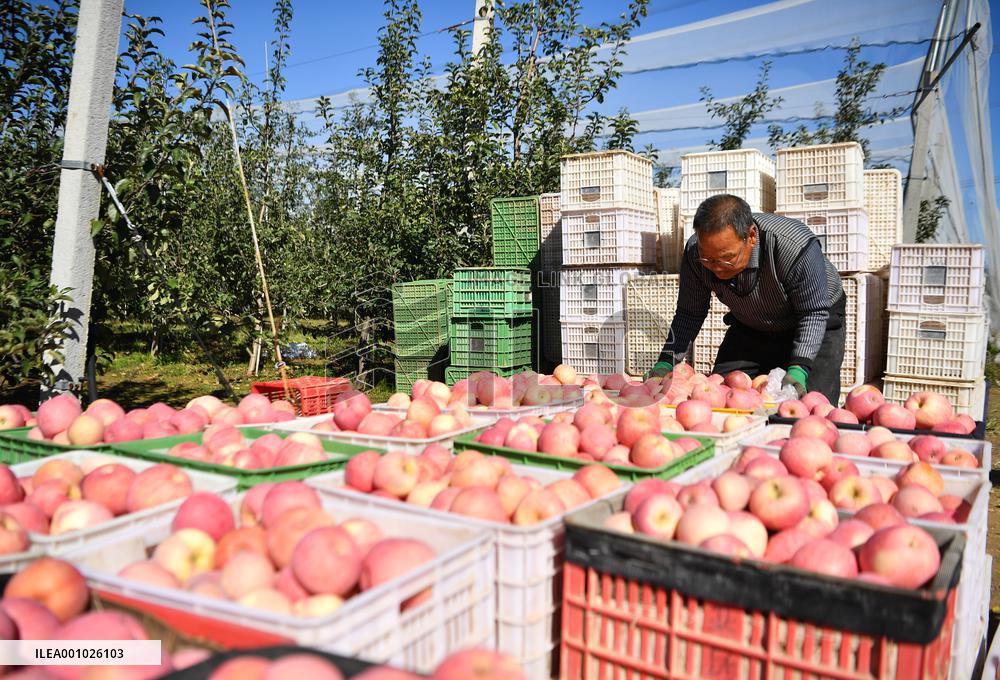 CHINA-SHAANXI-LUOCHUAN-APPLE-HARVEST (CN)