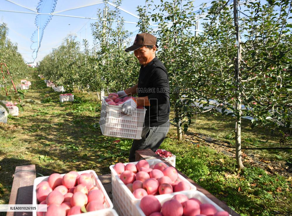 CHINA-SHAANXI-LUOCHUAN-APPLE-HARVEST (CN)