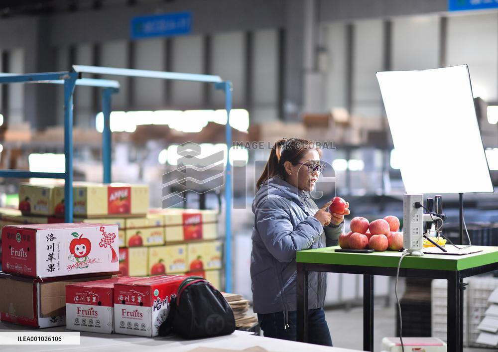 CHINA-SHAANXI-LUOCHUAN-APPLE-HARVEST (CN)