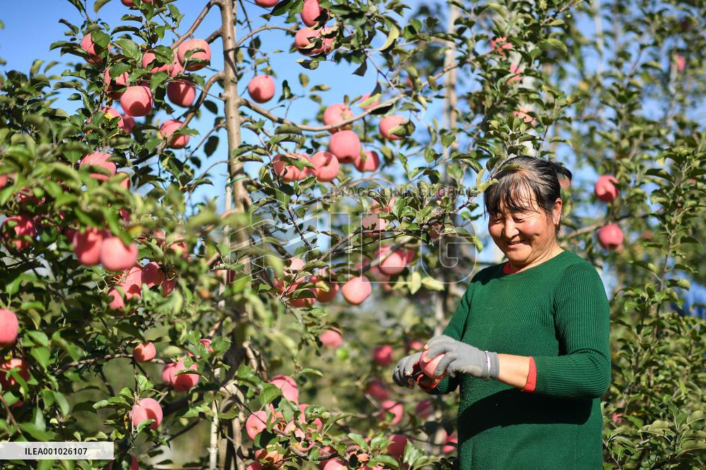 CHINA-SHAANXI-LUOCHUAN-APPLE-HARVEST (CN)
