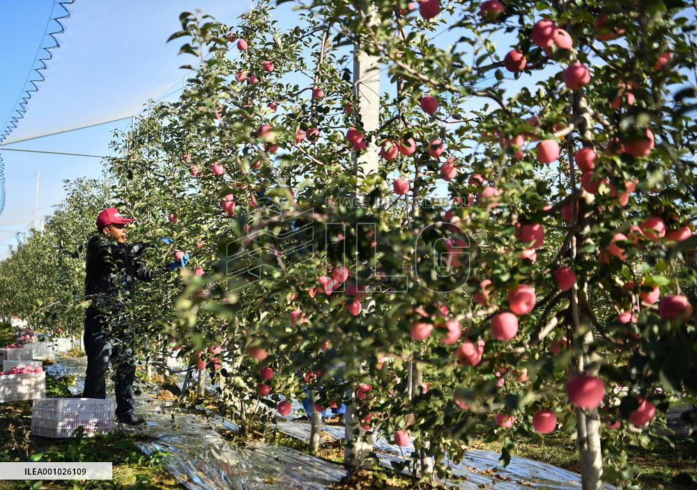 CHINA-SHAANXI-LUOCHUAN-APPLE-HARVEST (CN)