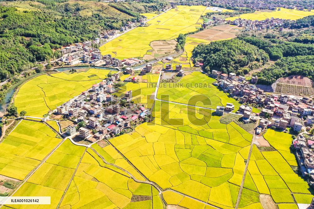 #CHINA-FARMING-HARVEST (CN)