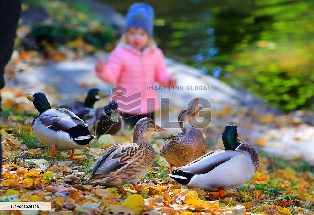 BELARUS-MINSK-AUTUMN SCENERY