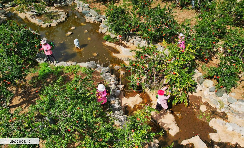 CHINA-SHANDONG-POMEGRANATES-HARVEST (CN)