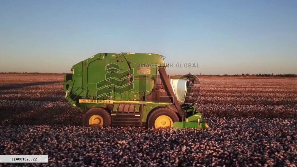 Machinery cotton pickers replace manual labor in China's Xinjiang