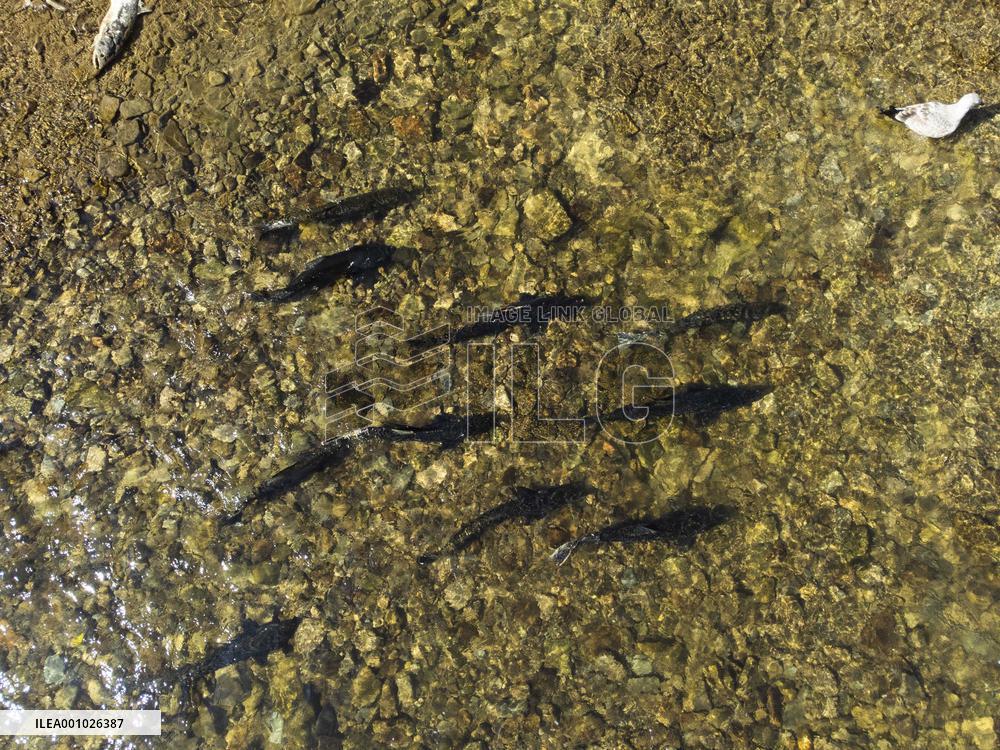 CANADA-ONTARIO-MISSISSAUGA-FISH-MIGRATION