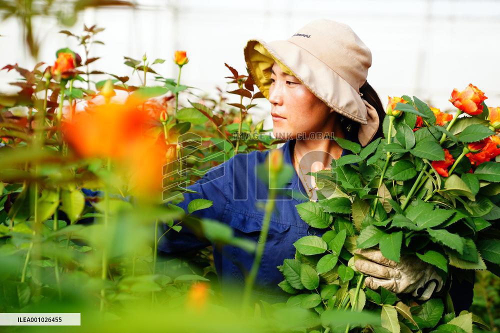 CHINA-SHANDONG-JUXIAN COUNTY-CUT FLOWER-INDUSTRY (CN)