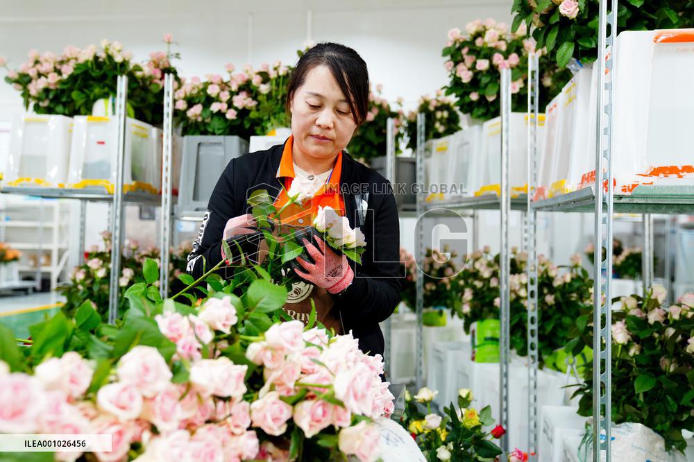 CHINA-SHANDONG-JUXIAN COUNTY-CUT FLOWER-INDUSTRY (CN)