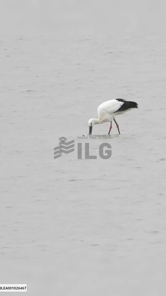 Heron, oriental white stork compete for food in China's largest freshwater lake
