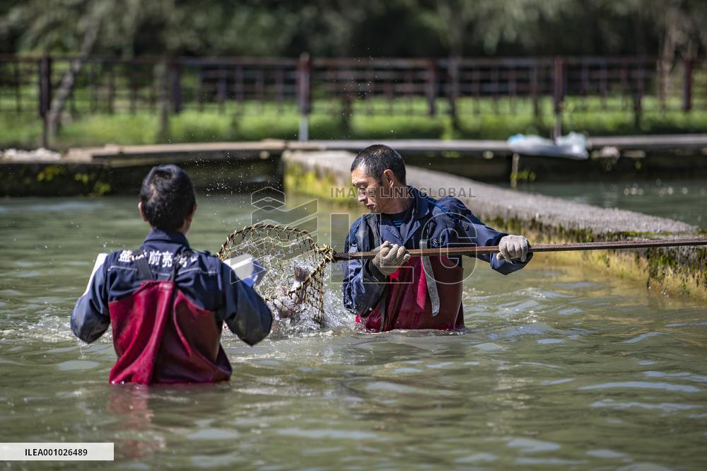 CHINA-CHONGQING-CHENGKOU-FISH FARMING (CN)