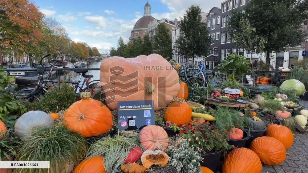 Pumpkin garden created in central Amsterdam for Halloween
