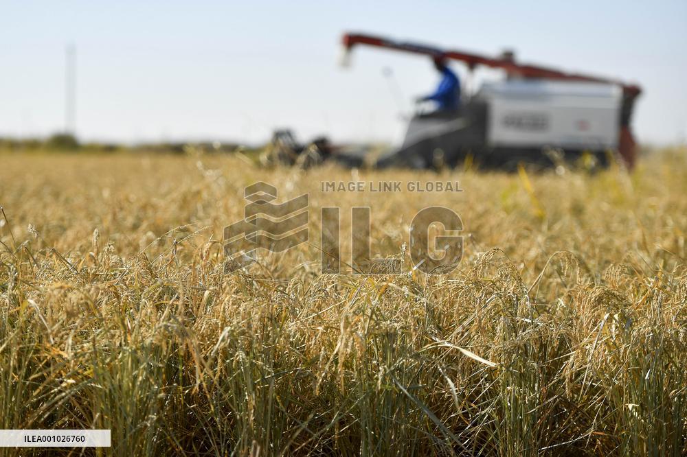 CHINA-JILIN-DA'AN-RICE-HARVEST (CN)
