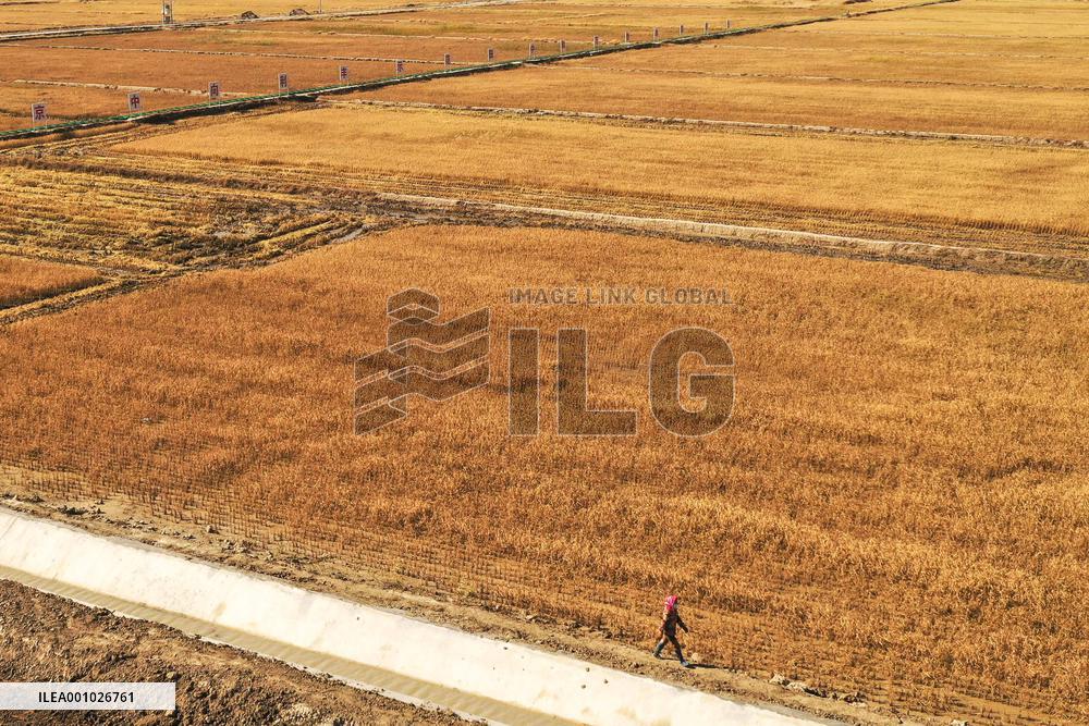 CHINA-JILIN-DA'AN-RICE-HARVEST (CN)