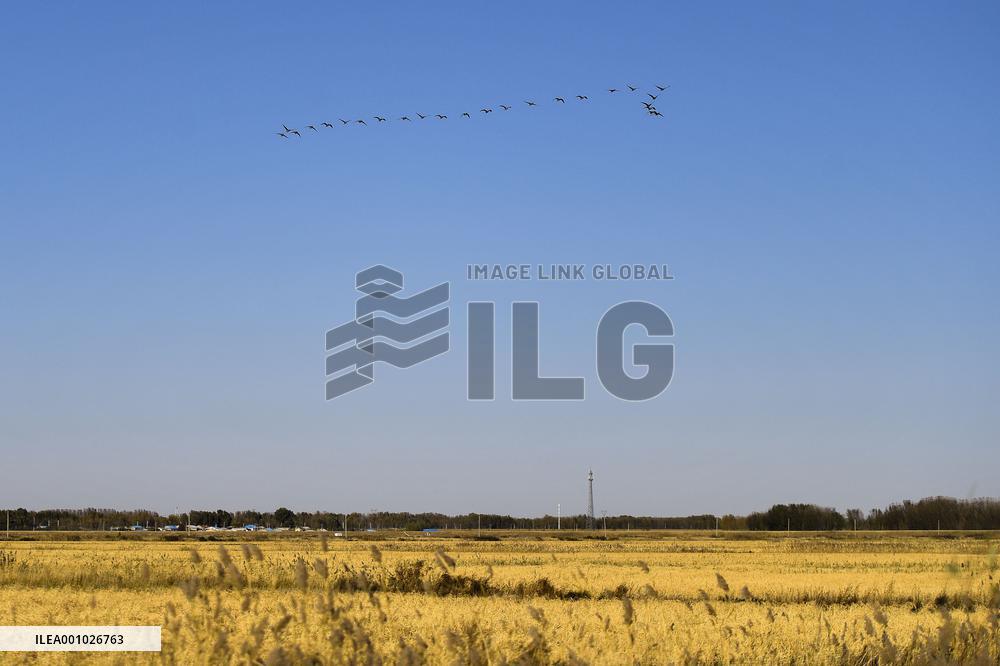 CHINA-JILIN-DA'AN-RICE-HARVEST (CN)