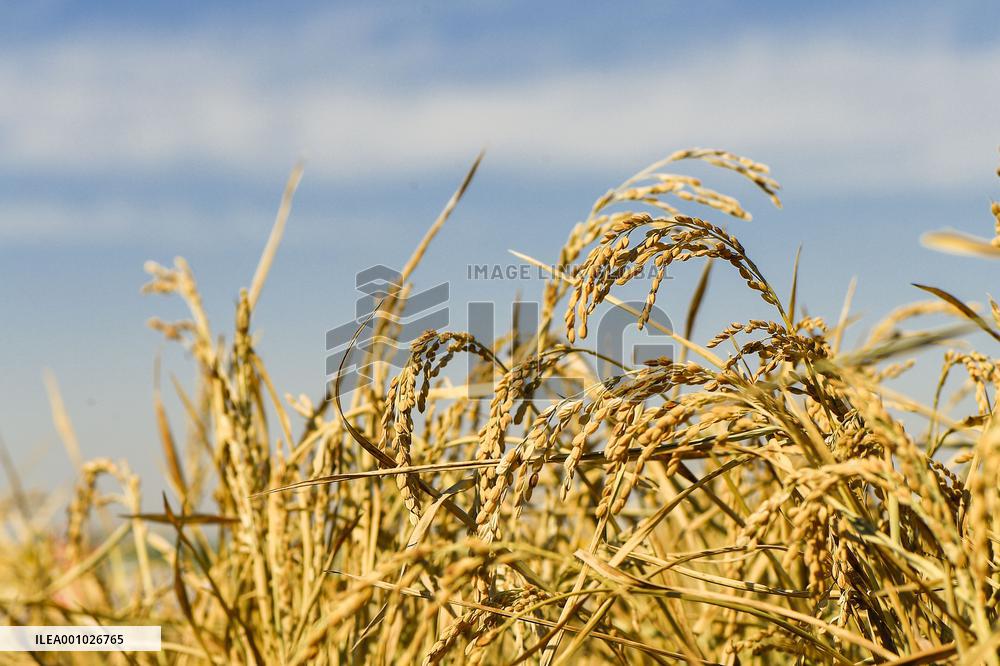 CHINA-JILIN-DA'AN-RICE-HARVEST (CN)