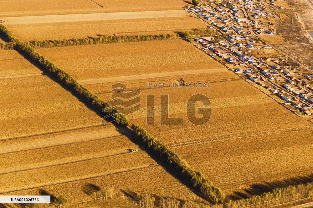 CHINA-JILIN-DA'AN-RICE-HARVEST (CN)