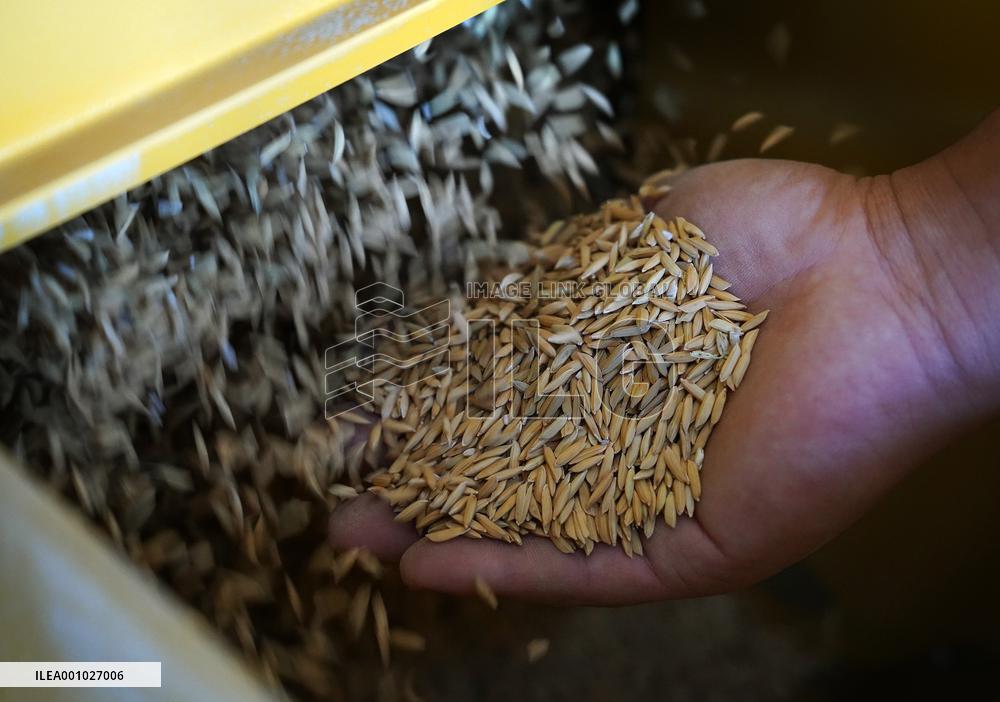 CHINA-JIANGXI-NANCHANG-RICE-PLANTING-PROCESSING (CN)