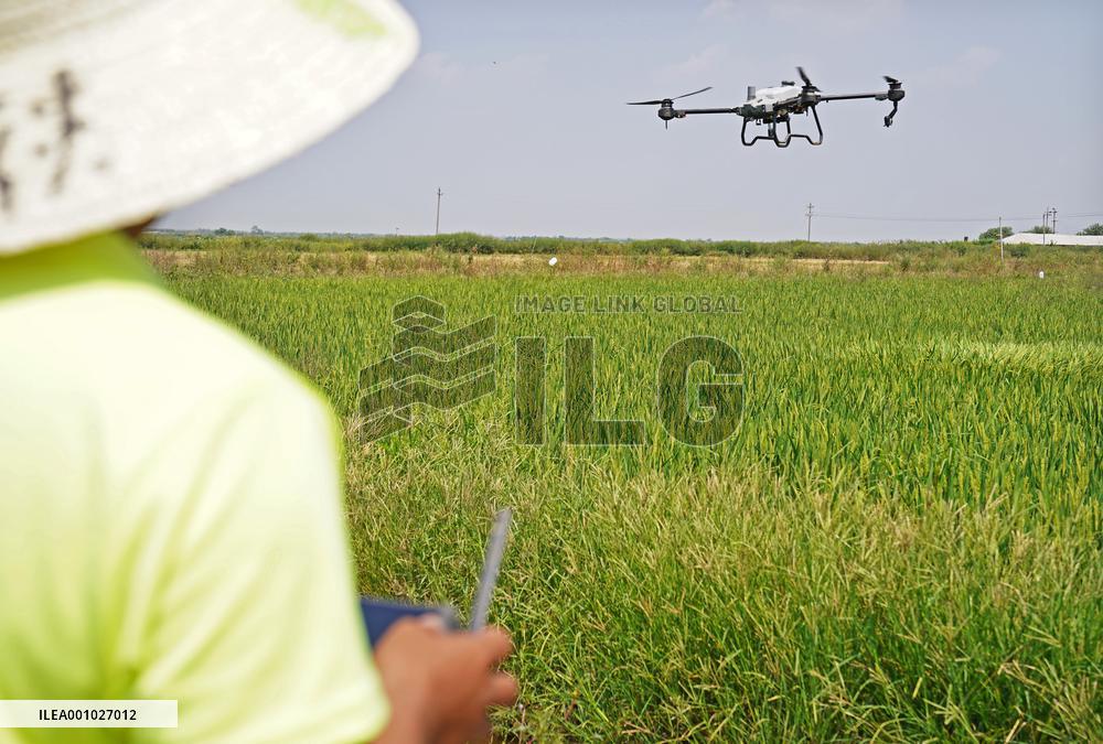 CHINA-JIANGXI-NANCHANG-RICE-PLANTING-PROCESSING (CN)