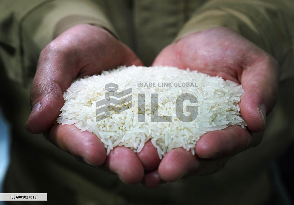 CHINA-JIANGXI-NANCHANG-RICE-PLANTING-PROCESSING (CN)