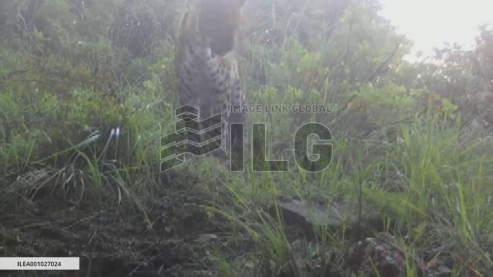 Rare leopard spotted in N China's Mount Wutai