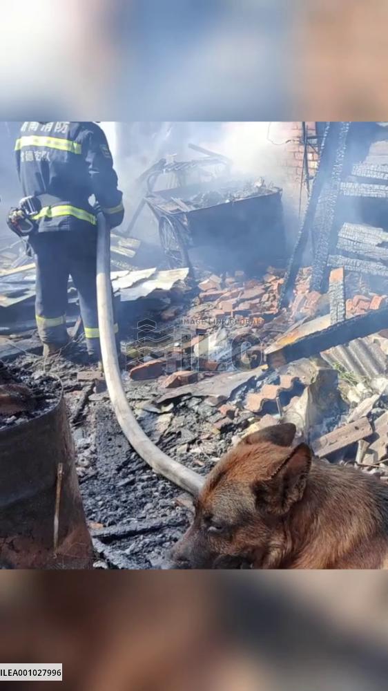 Firemen rescue puppy after being alerted by German shepherd