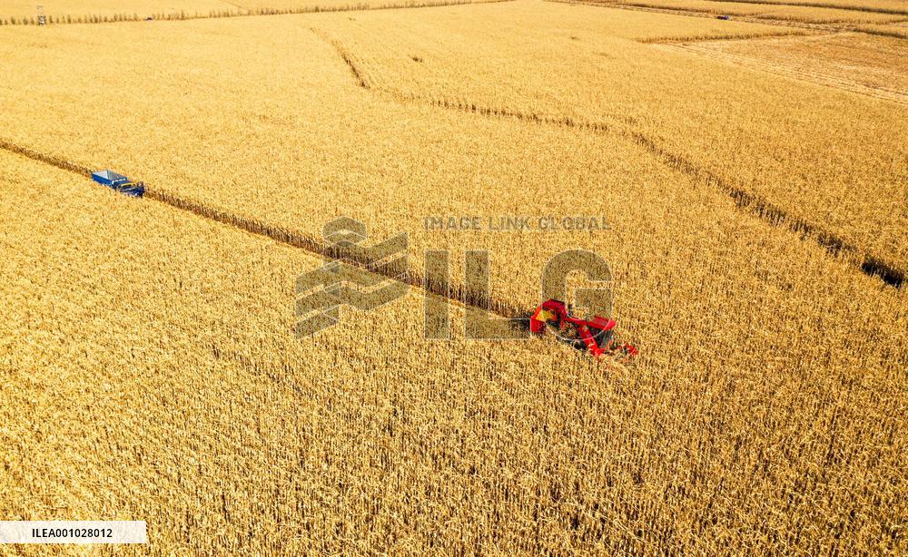 CHINA-INNER MONGOLIA-TONGLIAO-CORN-HARVEST (CN)