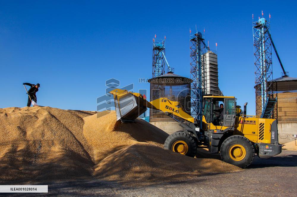 CHINA-INNER MONGOLIA-TONGLIAO-CORN-HARVEST (CN)