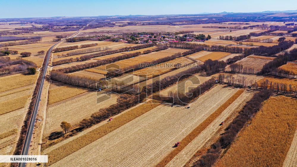 CHINA-INNER MONGOLIA-TONGLIAO-CORN-HARVEST (CN)