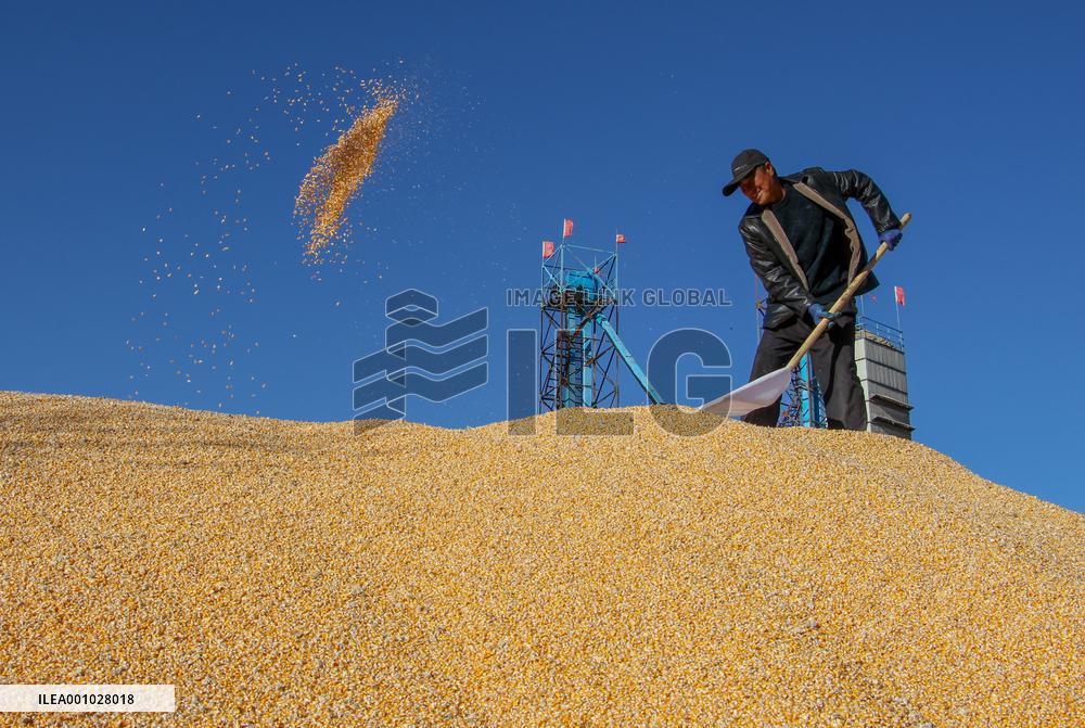 CHINA-INNER MONGOLIA-TONGLIAO-CORN-HARVEST (CN)