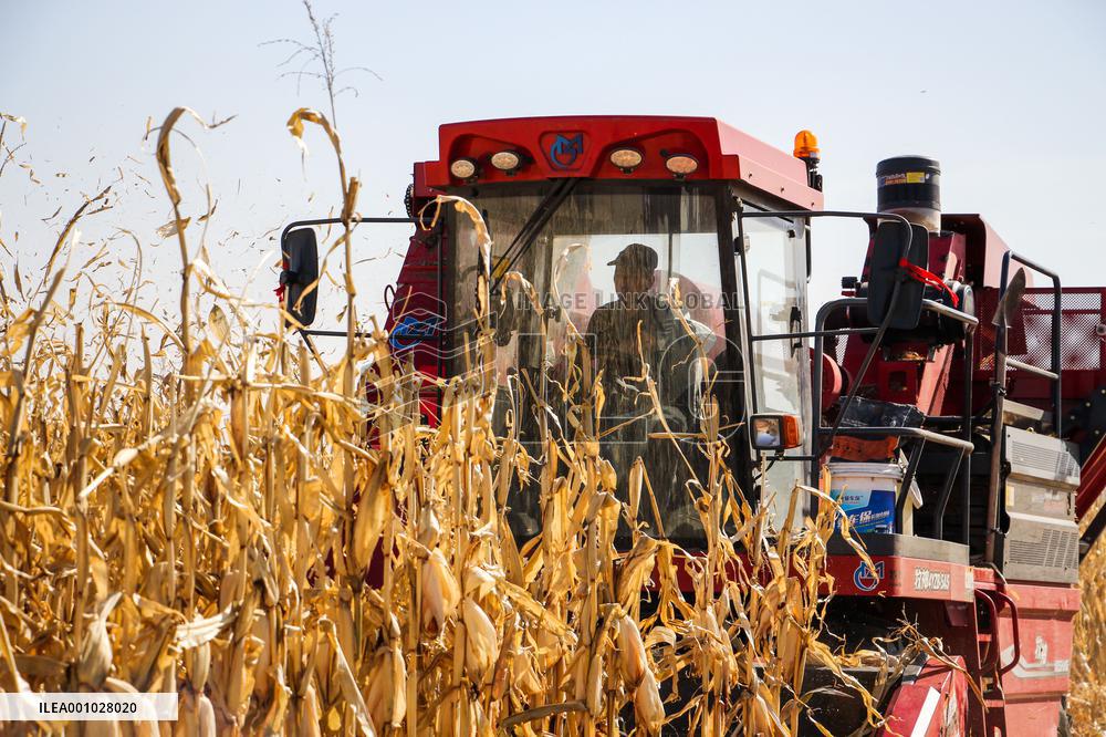 CHINA-INNER MONGOLIA-TONGLIAO-CORN-HARVEST (CN)