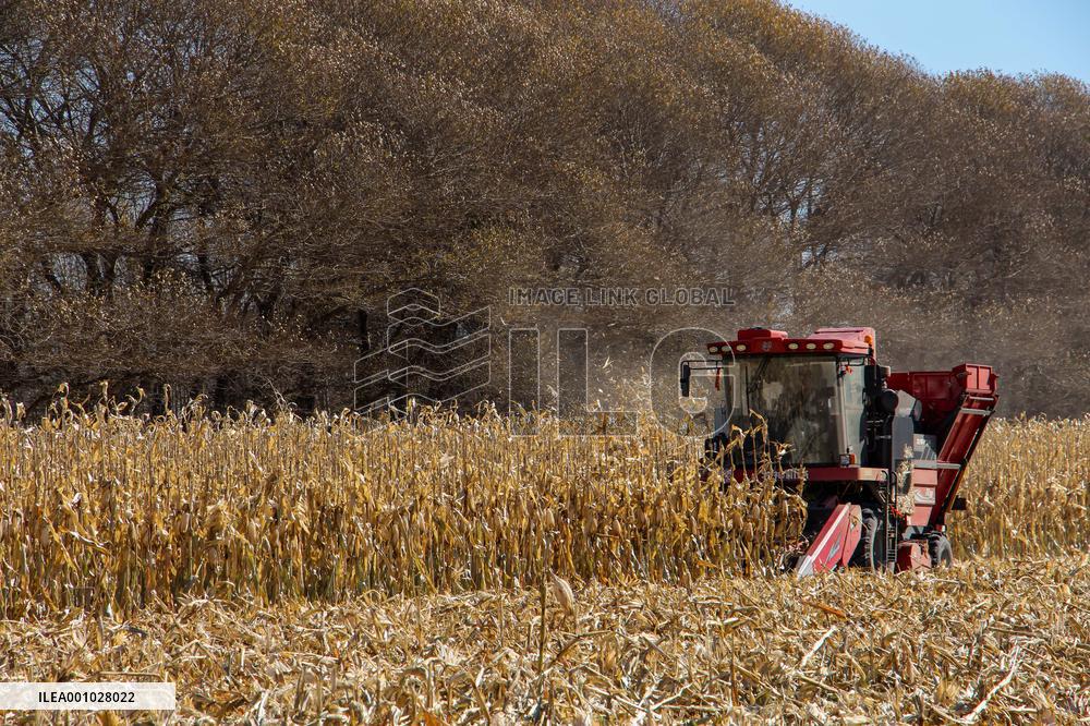 CHINA-INNER MONGOLIA-TONGLIAO-CORN-HARVEST (CN)