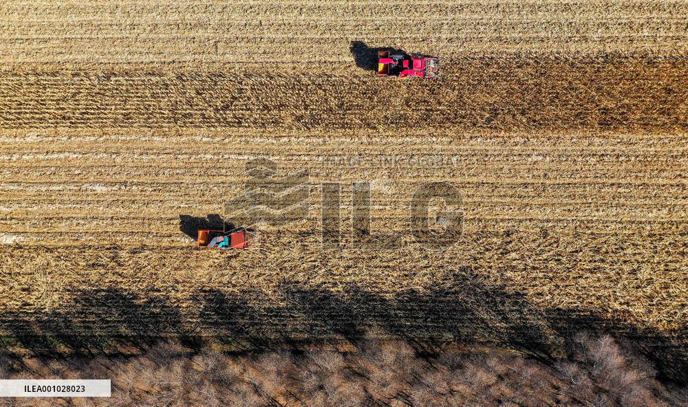 CHINA-INNER MONGOLIA-TONGLIAO-CORN-HARVEST (CN)